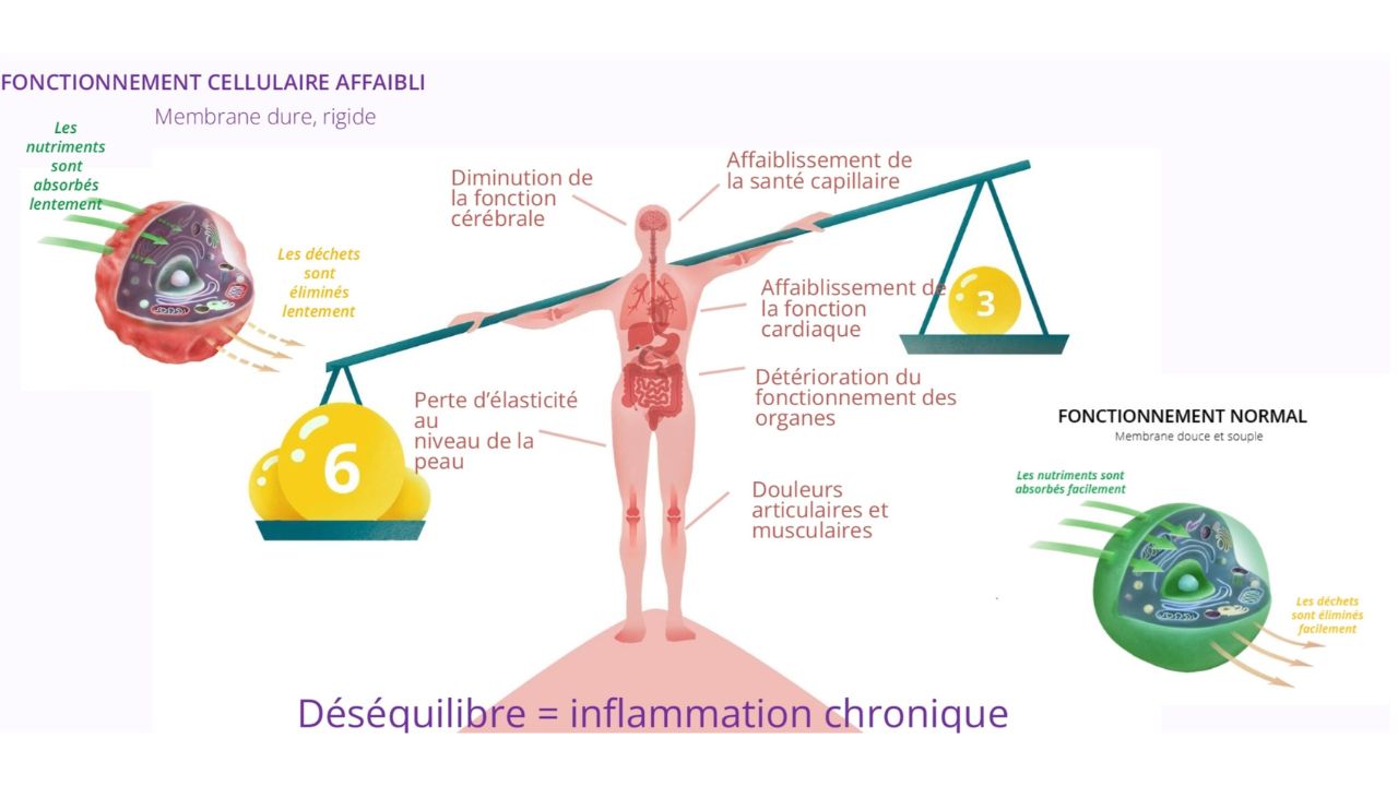Comparaison entre un fonctionnement cellulaire affaibli (membrane rigide) et un fonctionnement normal (membrane souple), et les conséquences d'un déséquilibre oméga-6 / oméga-3 sur l'organisme